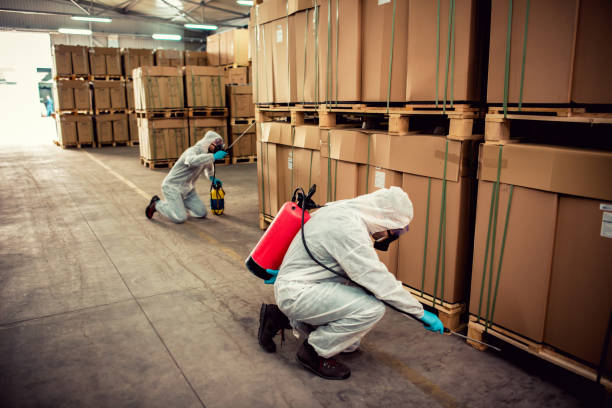 Best Termite Control Services  in Rio Grande City, TX