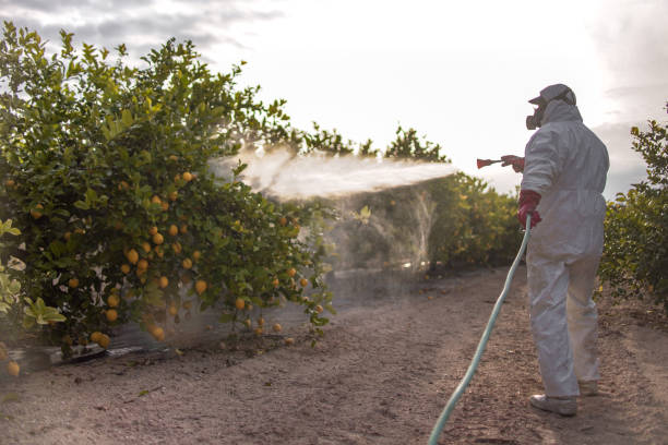 Insect Control in Rio Grande City, TX