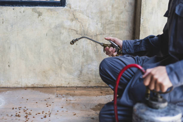 Best Affordable Pest Control Services  in Rio Grande City, TX